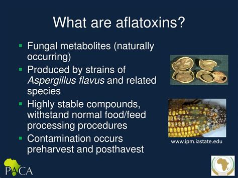 aflatoxin meaning